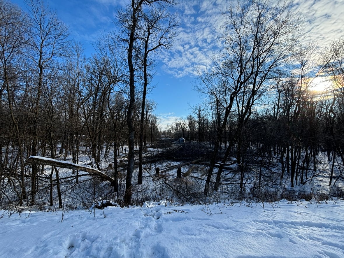 Manitoba Habitat Conservancy makes $5.25M offer to buy Lemay Forest