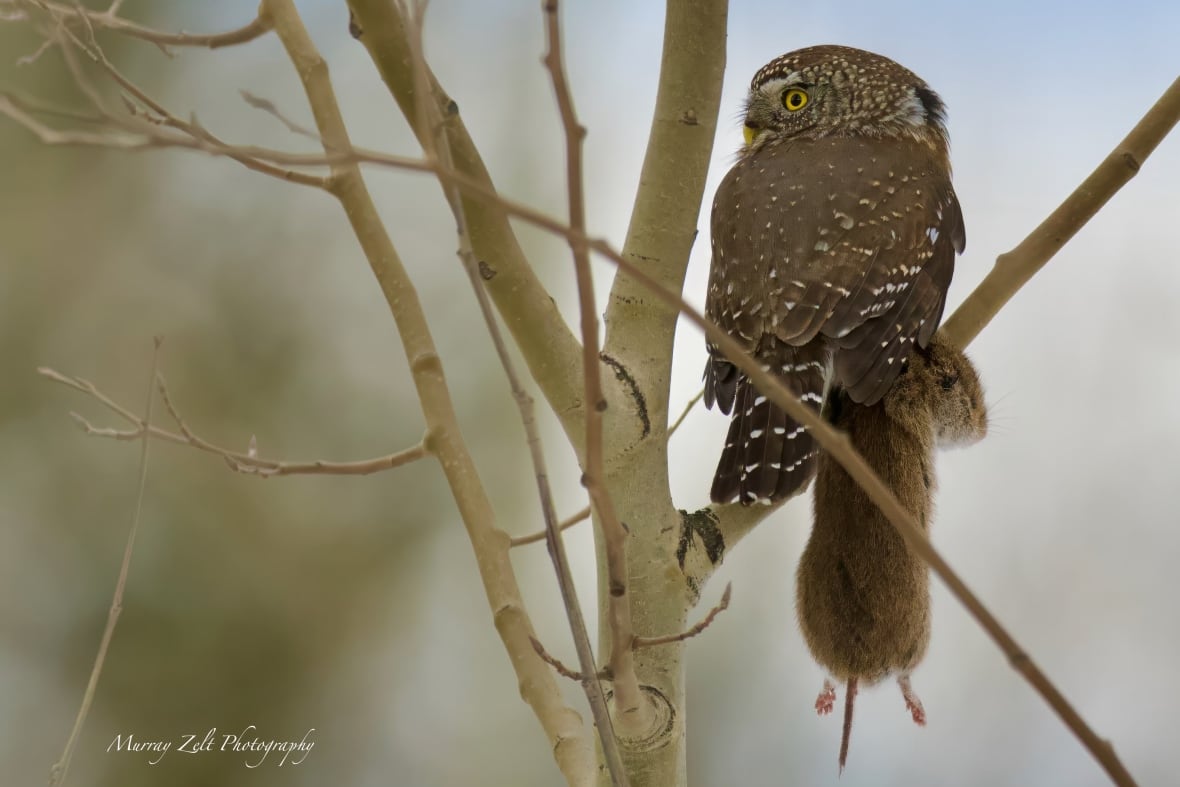 B.C. photographer saves owl after seeing it hit by a car while he was taking its picture