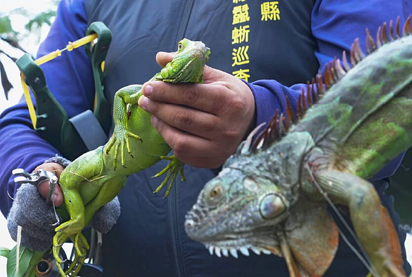 Taiwan plans to cull up to 120,000 green iguanas