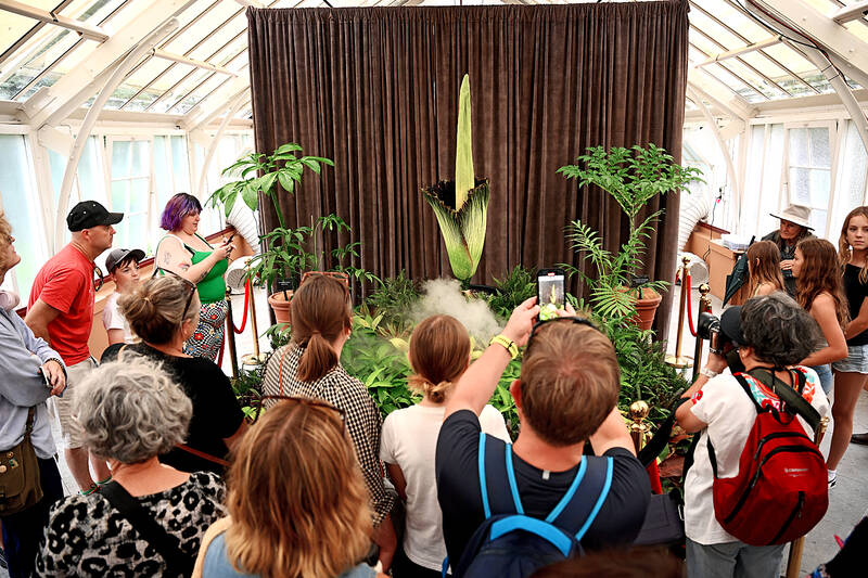 Plant that stinks of death draws crowd in Sydney