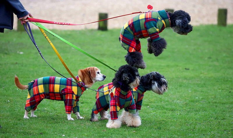 British lab cloning pets for bereaved owners