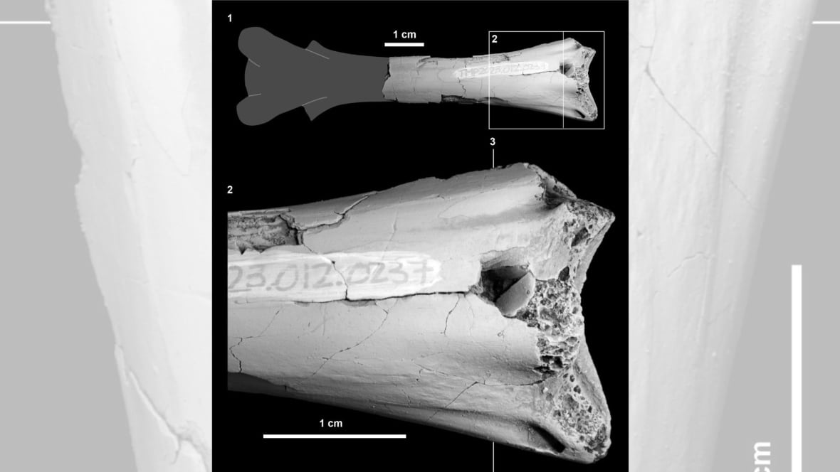 Cretaceous period discovery gives insight into prehistoric life in Alberta