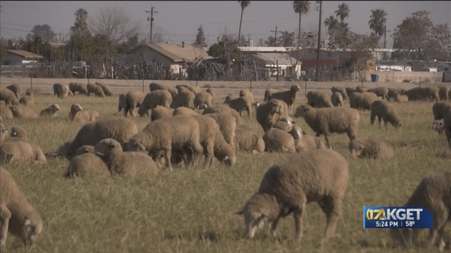 Kern County sheep and goat producers share concern on AB 1066