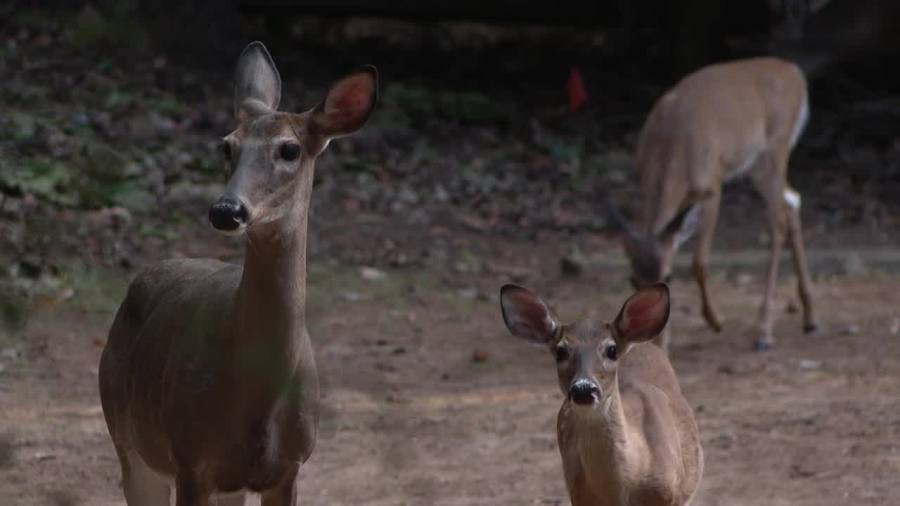 'I'm not joyful.' Tega Cay to conduct another round of deer culling despite mayor's wishes