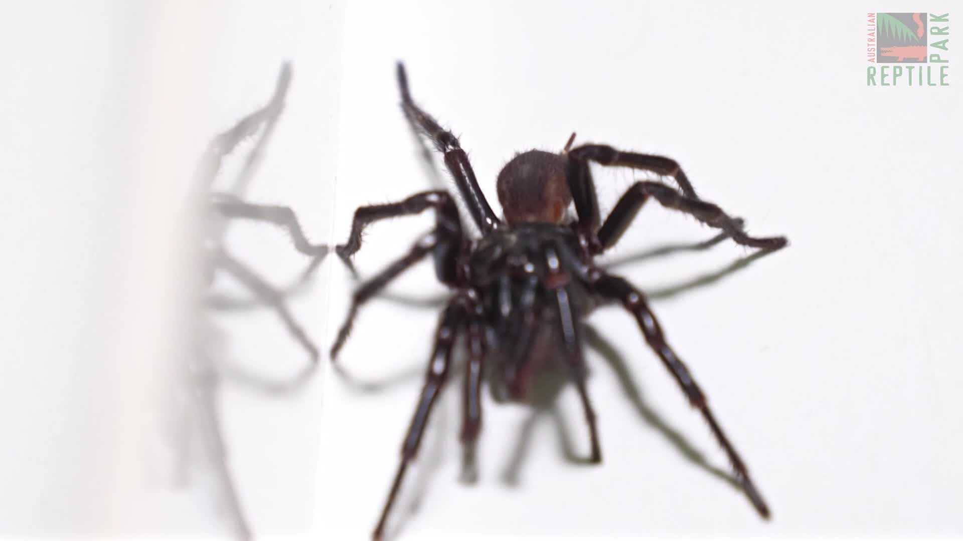 Australian zoo finds its biggest-ever funnel-web spider