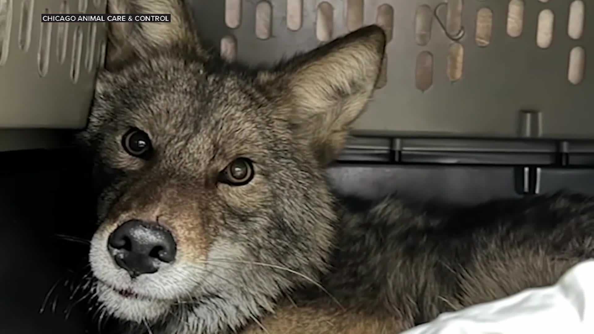 Coyote rescued from Aldi store in Chicago