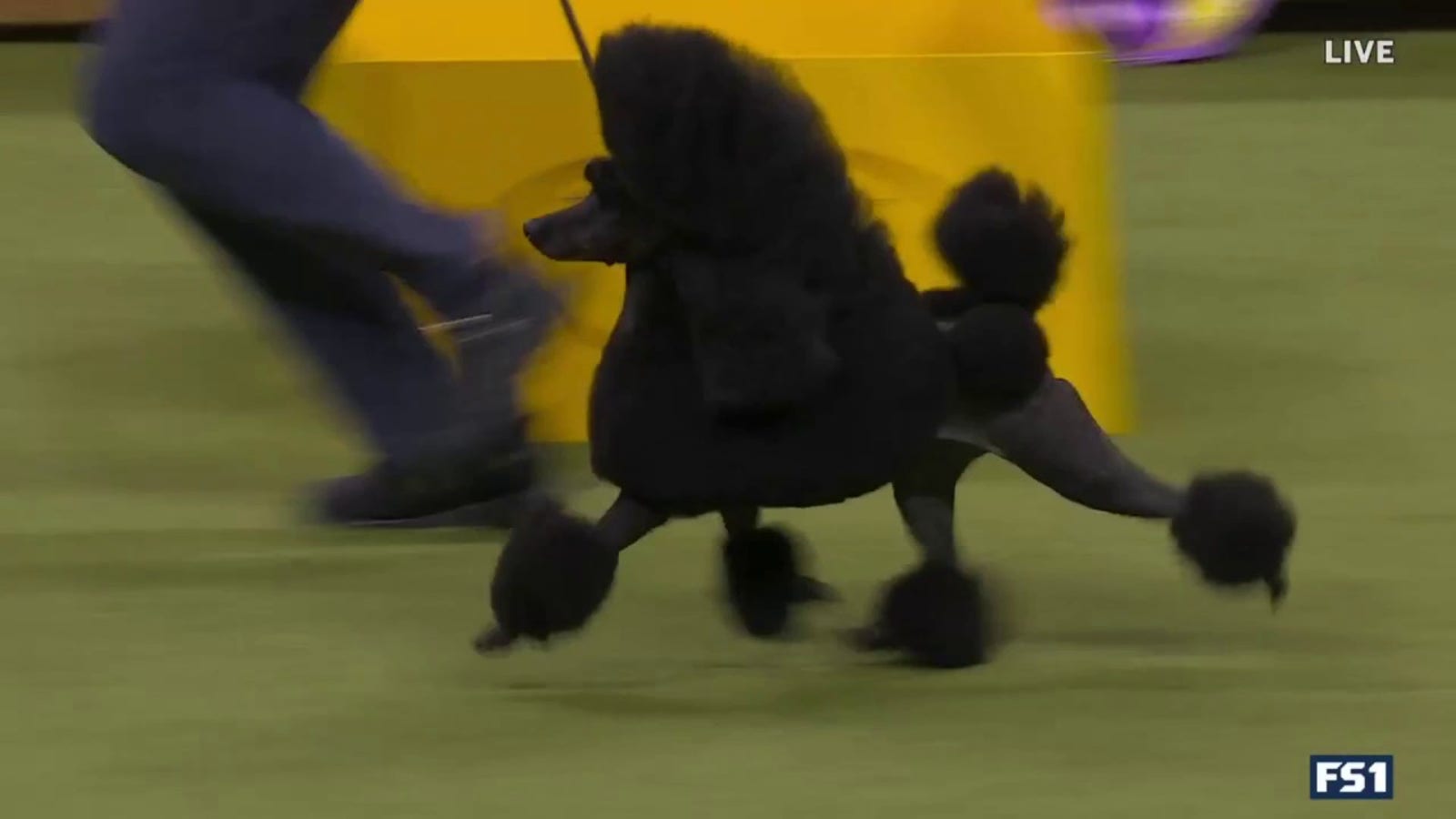 2025 Westminster Dog Show: Schedule, dates, TV, streaming, how to watch