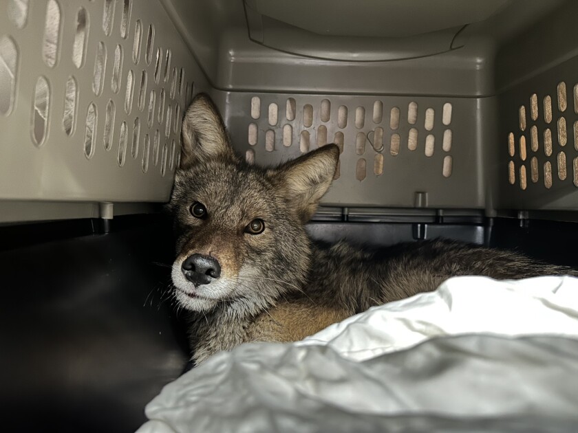 Coyote on aisle 5: Trapped canine is freed from cooler at Humboldt Park Aldi