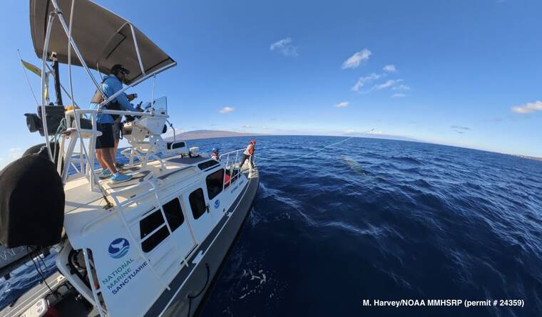 NOAA team disentangled 2 humpback whales in Maui waters