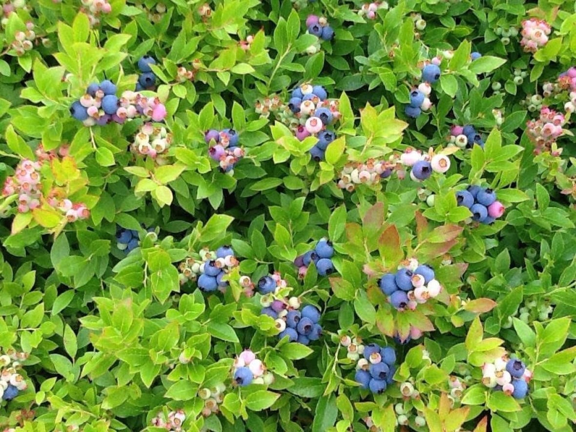 Blueberry growers worried they won't survive if U.S. introduces tariffs