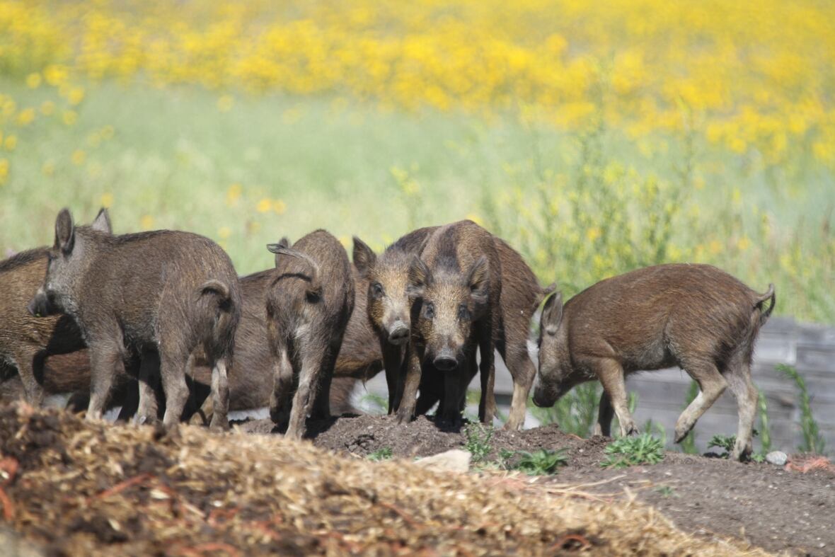 Sask. won't get any new wild board farms, but expert says population still out of control