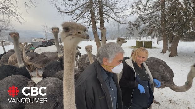 B.C. ostrich farm gets stay of execution for birds ordered killed due to avian flu fears