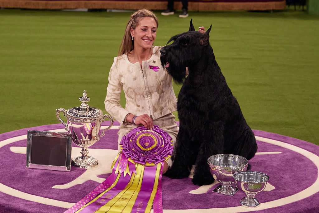 Giant schnauzer Monty wins best in show at Westminster