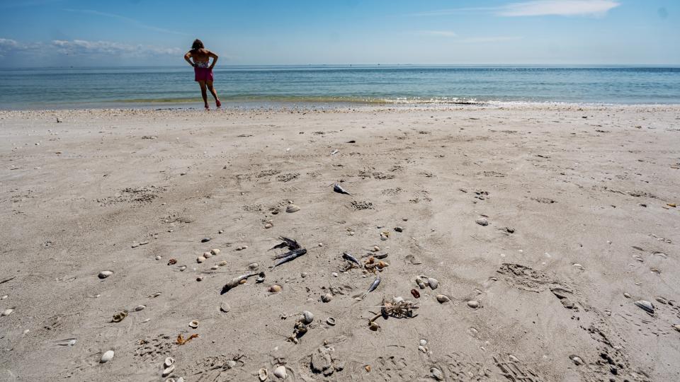 Red tide raging in Gulf as cell counts hit 20 million cells per liter off Sanibel