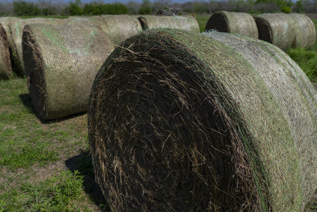 Hay supplies mixed, new crop outlook hinges on rainfall