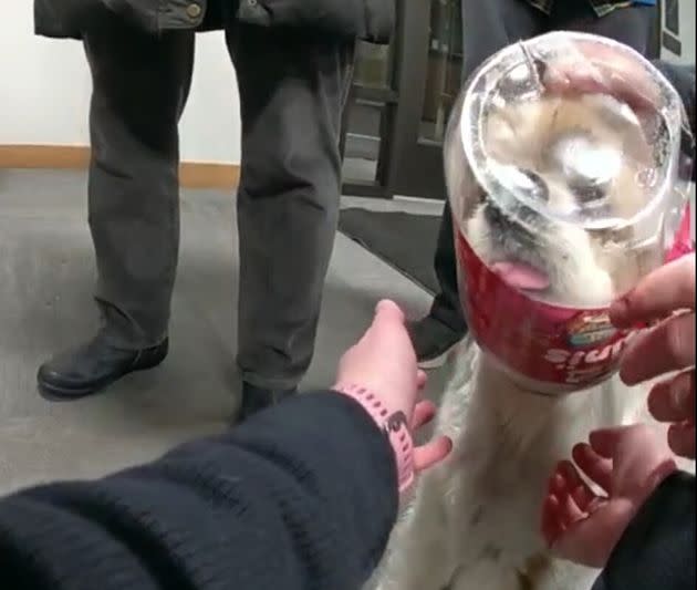 Dog Requires Police Intervention After Getting Head Stuck In Treat Jar