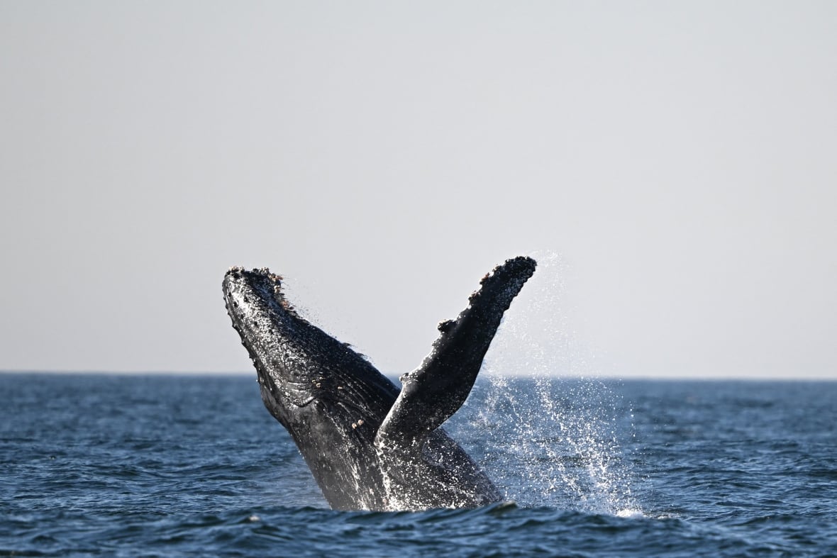 Whale song shows 'hallmarks' of human language