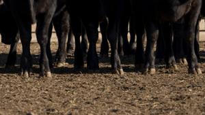 Dairy herds in Nevada test positive for newer bird flu strain that’s been linked to severe human infections | News