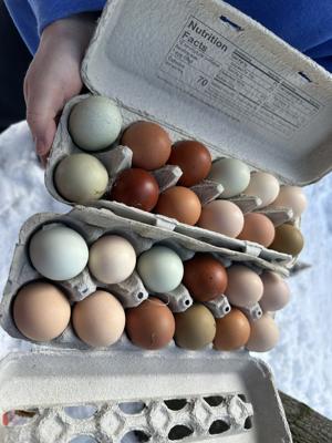 Local egg farmers see surge in sales amidst national Bird Flu-fueled egg shortage | News