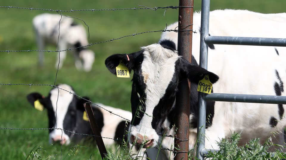 How a ‘cow fart’ vaccine could help tackle climate change