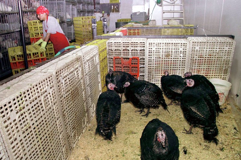 Bird flu cases force closure of New York live poultry markets