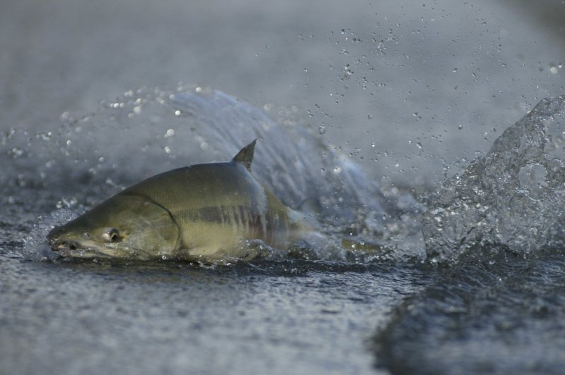 Company offers $45-per-fish bounty on 27,000 escaped salmon