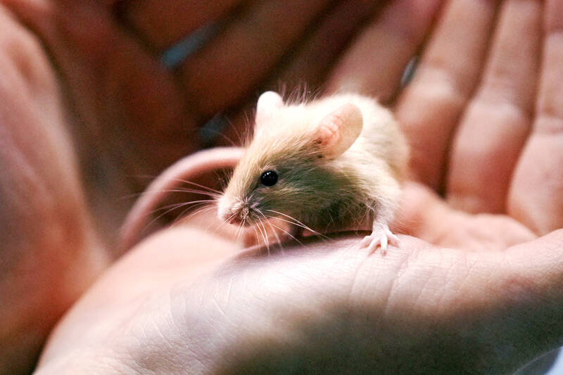 Anti-aging jabs — they can rejuvenate mice, but will they work on humans?