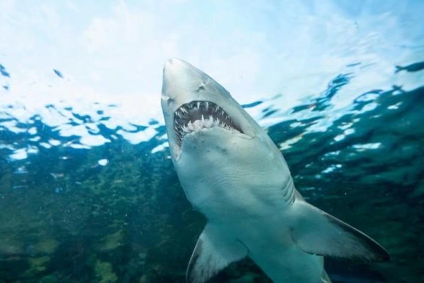 Shark attacks dropped worldwide last year, Florida museum reports