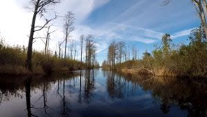 Georgia lawmakers reintroduce bills to protect Okefenokee Wildlife Refuge from mining