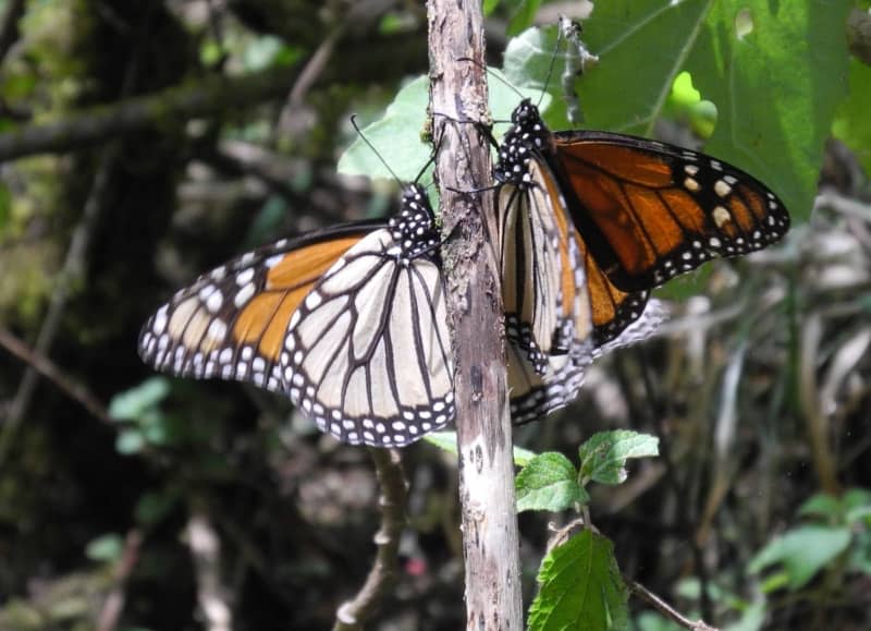 Experts fear extinction as California's monarch population plummets