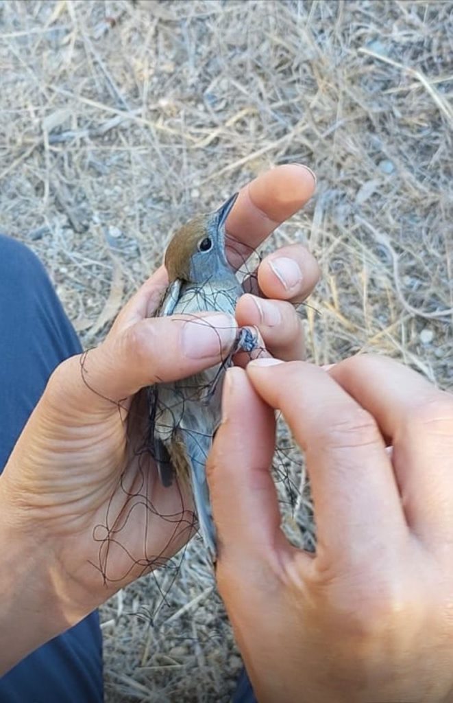 Alarming scale and impact of illegal bird poaching in Lebanon revealed – Famagusta Gazette