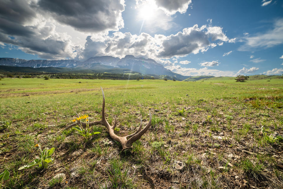 Idaho Now Requiring Nonresident Shed Hunters to Buy a License. Montana, Other Western States Eyeing Similar Changes