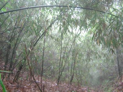 Bamboo-based panels brave typhoons, corrosion in world’s largest sea crossing