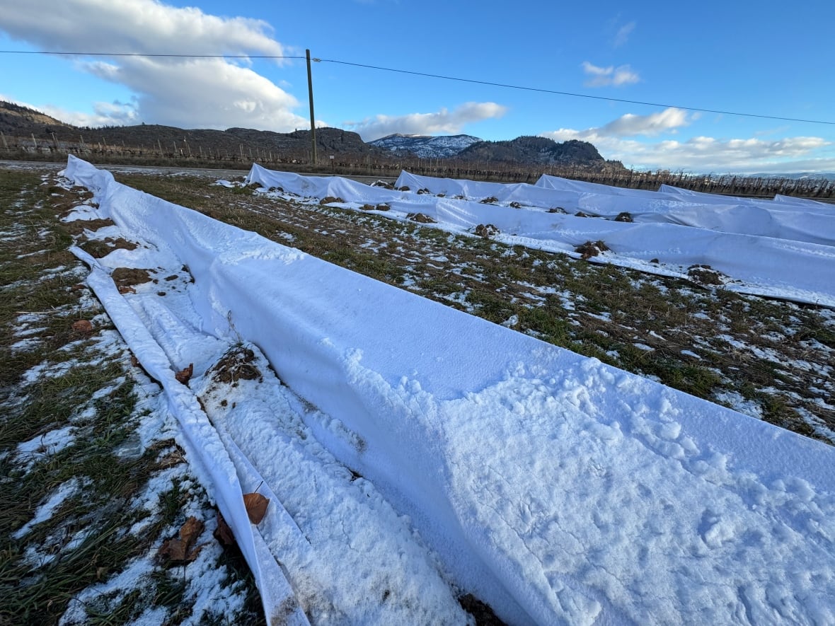 Vineyards in B.C.'s Okanagan test new ways to mitigate extreme cold