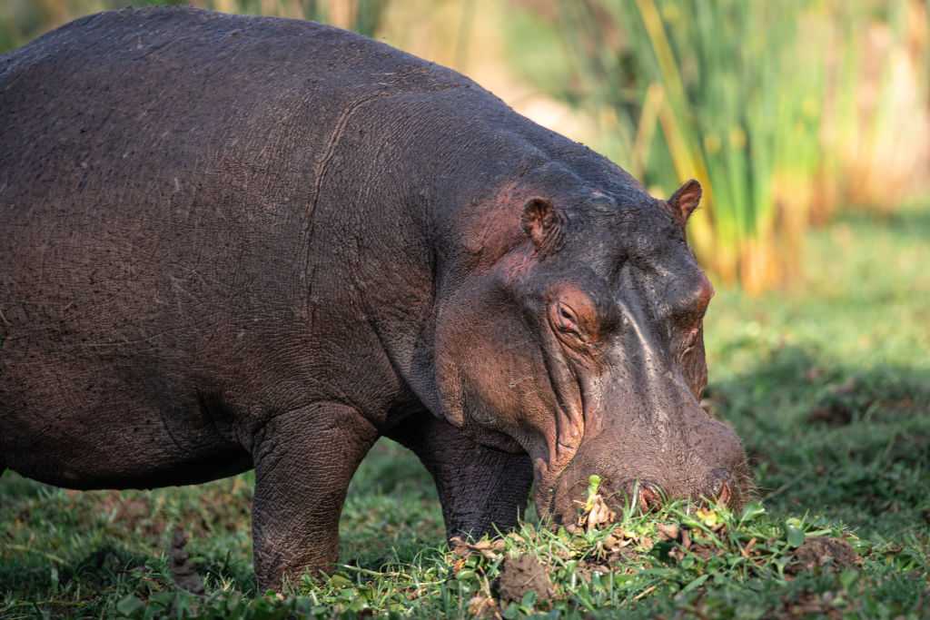 Man whose wife was killed by a hippo sues safari tour company