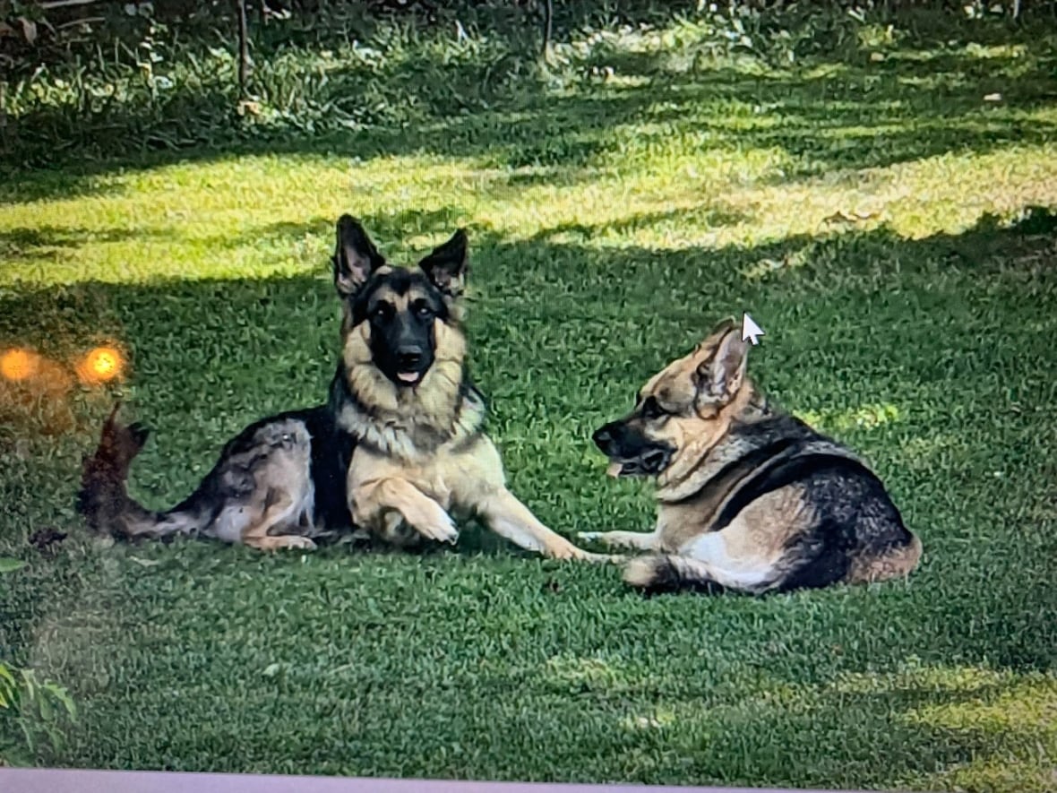 Ontario family grieving after pet dogs were shot dead in their backyard during coyote hunt