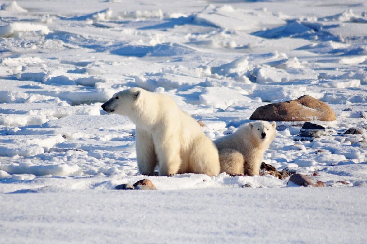 Manitoba Tory leadership candidate jokes about letting polar bears loose to combat homelessness