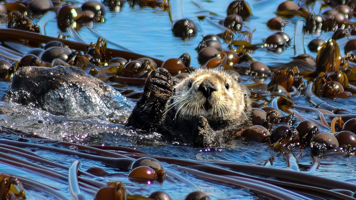 Sea otter off Vancouver Island prime suspect in river otter deaths. Researchers say that's not unusual