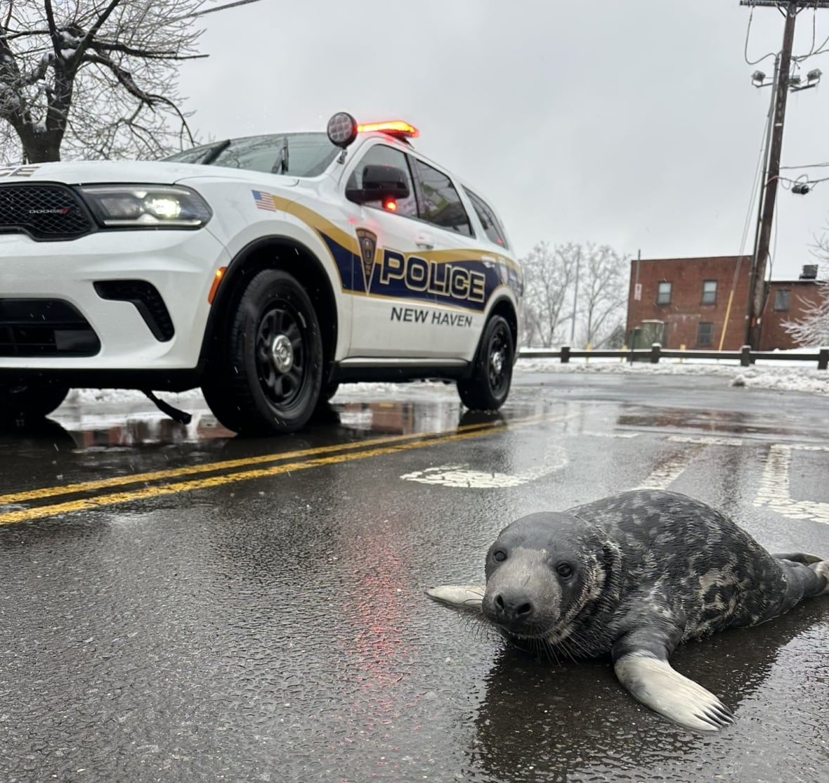 Baby seal found on city streets is learning to eat fish so he can swim free