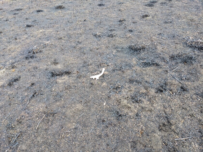 Suggesting shed hunting after a prescribed burn