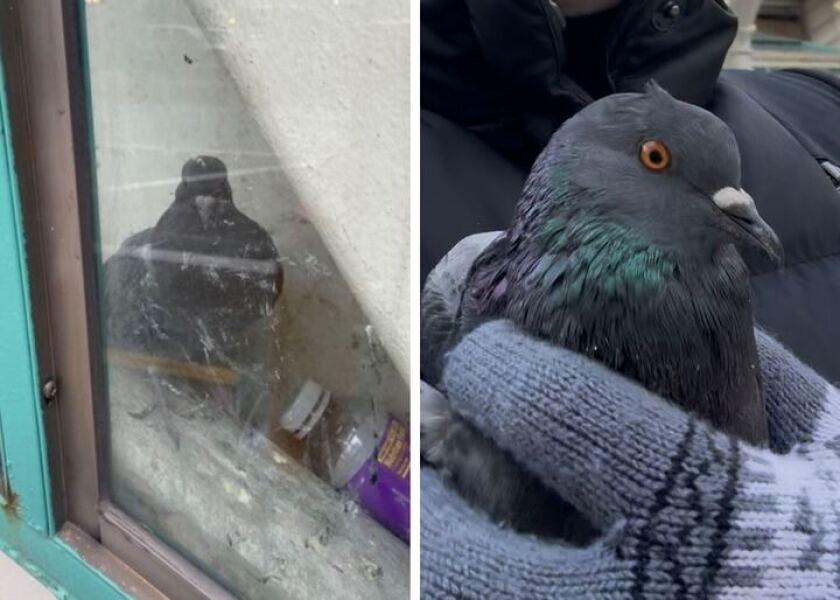 CTA has a pigeon problem. Birds get trapped, die on L platforms, woman says