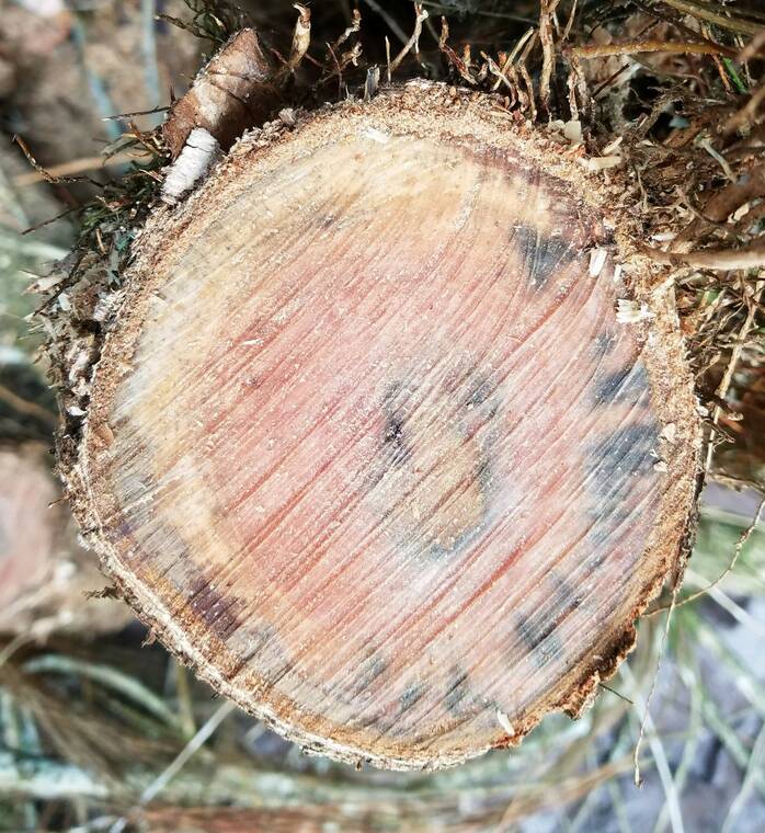 Rapid ohia death found on 3 trees at Maui elementary school