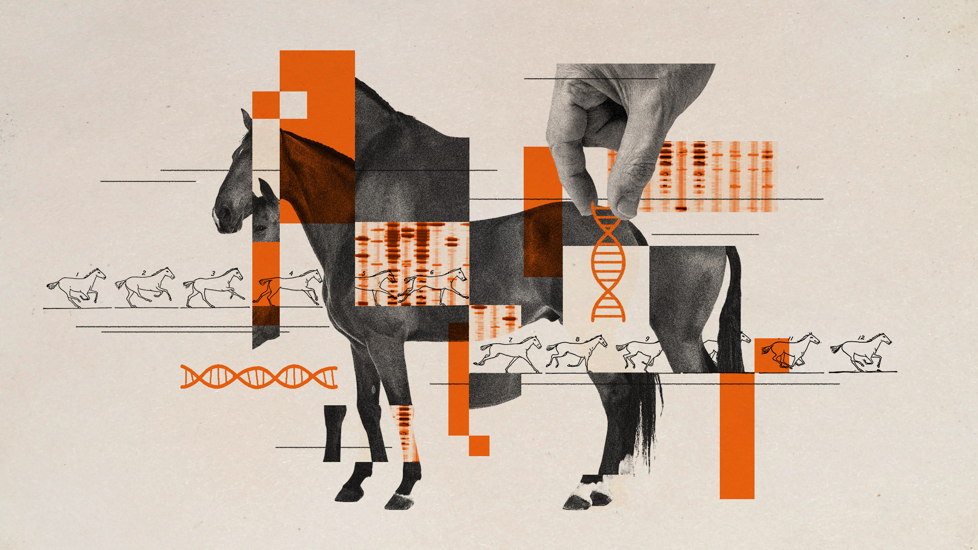 Argentina's gene-edited horses | The Week